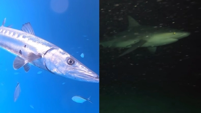 Φωτογράφος έριξε την GoPro του στον ωκεανό: Τα πλάσματα που τρομοκράτησαν τους χρήστες του διαδικτύου