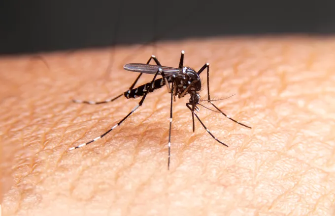 Πρόγραμμα καταπολέμησης των κουνουπιών στην Π.Ε. Ρεθύμνης