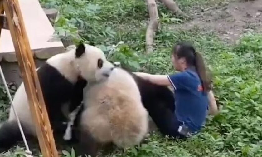Ρεαλιστικό Kung Fu Panda – Η σοκαριστική στιγμή της επίθεσης πάντα σε φύλακα