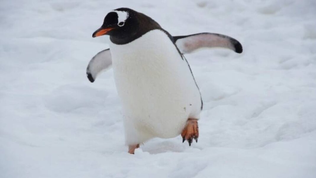 Συναγερμός στην Ανταρκτική: Επιστήμονες βρήκαν εκατοντάδες πιγκουίνους νεκρούς