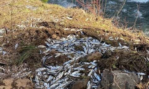 Όρεγκον: Ανατράπηκε φορτηγό που μετέφερε χιλιάδες ζωντανούς σολομούς – Εικόνες χάους