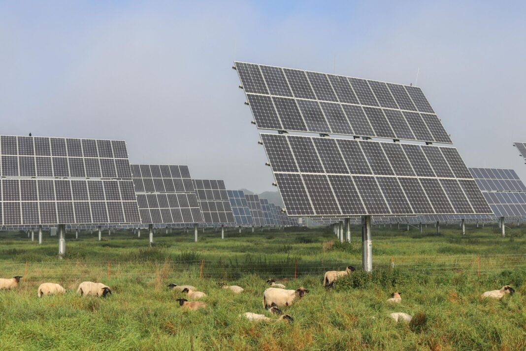 Η Wall Street στρέφεται σε πρόβατα «ηλιακής βόσκησης» για να γίνει πιο πράσινη