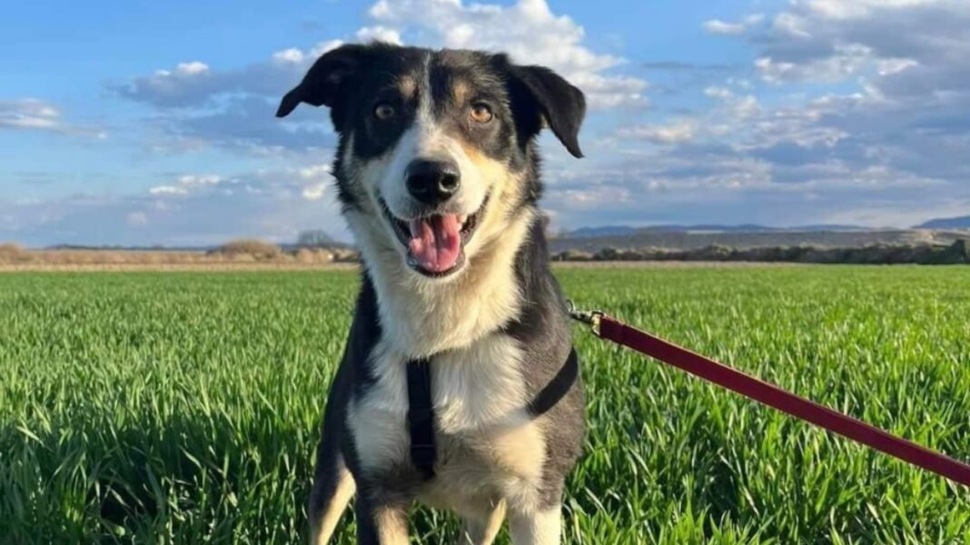 Έχασε τη σκυλίτσα του στα ελληνοτουρκικά σύνορα το 2023 και τη βρήκε έναν χρόνο μετά στη Σερβία