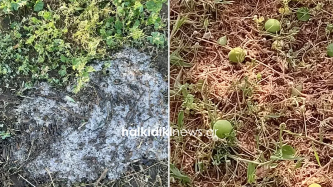 xalazi Σημαντικές ζημιές σε αγροτικές καλλιέργειες από την ισχυρή χαλαζόπτωση – Καταστροφές στη Χαλκιδική