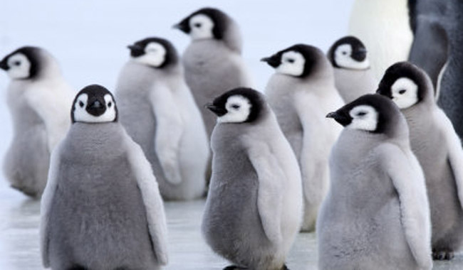 Mωρά πιγκουίνοι βουτάνε σε γκρεμό 15 μέτρων για το παρθενικό τους κολύμπι