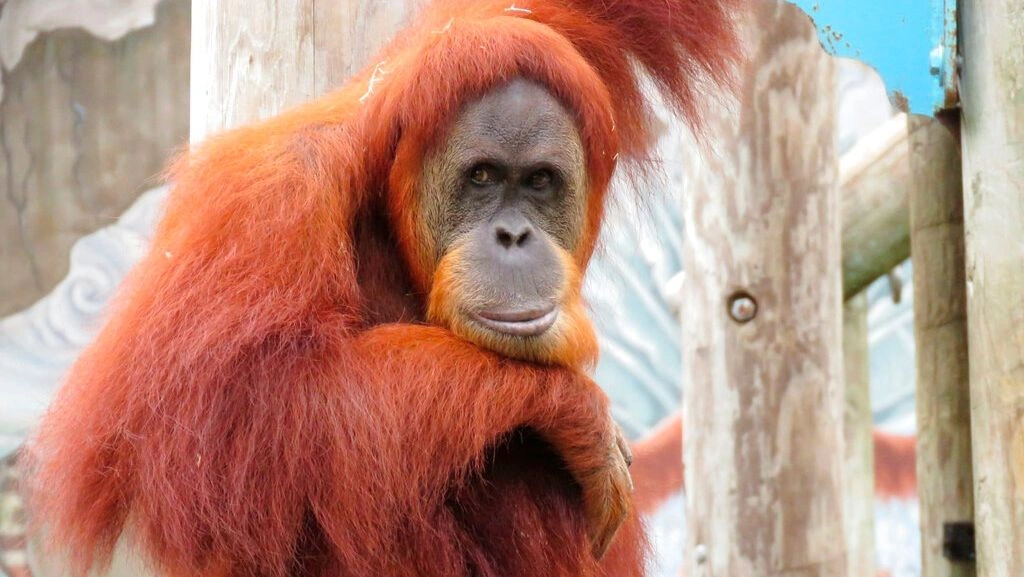 Η «διπλωματία του ουρακοτάγκου» στην Μαλαισία και γιατί κρίνεται προβληματική