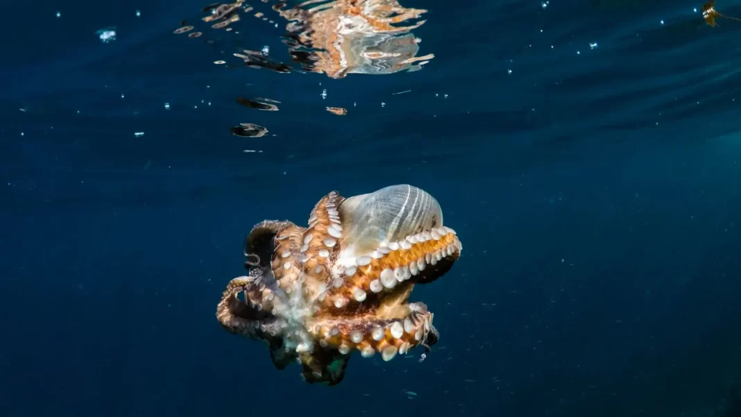Πόσο έξυπνα είναι τελικά τα χταπόδια: Λύνουν παζλ, χτίζουν φωλιές με το κέλυφος καρύδας