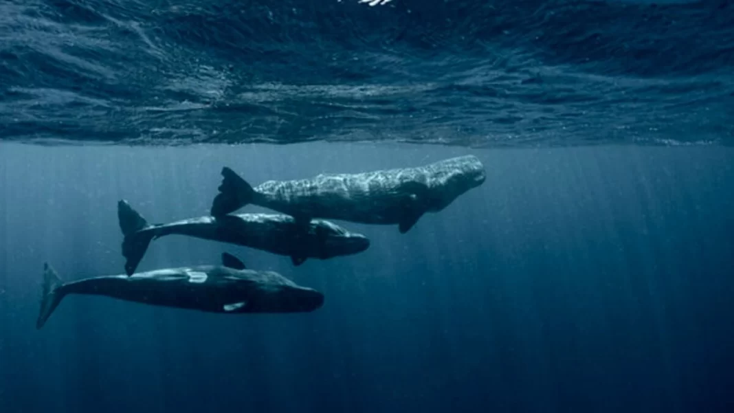 «Φωνητικό αλφάβητο» ανακάλυψαν οι επιστήμονες στην επικοινωνία των φαλαινών