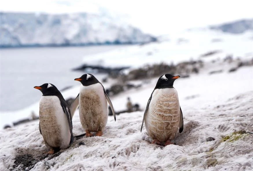 Τρύπα του όζοντος: Πώς τα ζώα της Ανταρκτικής «καίγονται» από τον ήλιο