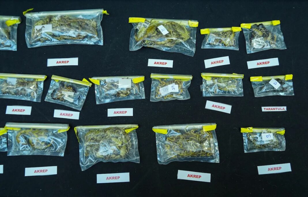 Τουρκία: Επιμελητής μουσείου κατηγορείται για λαθρεμπόριο αραχνών και σκορπιών