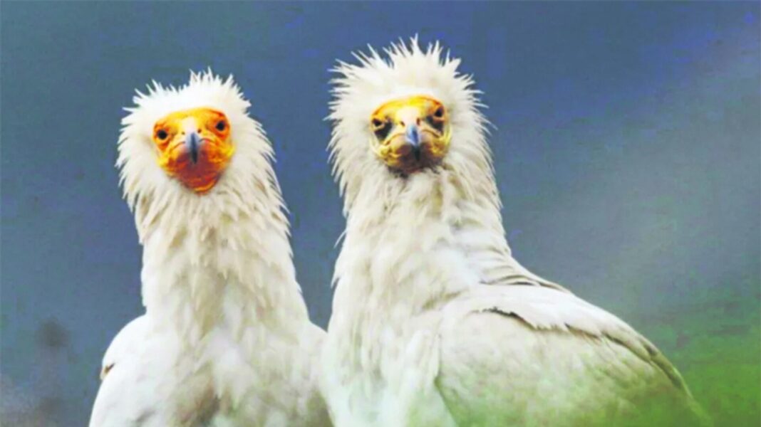 SOS: Υπό απειλή εξαφάνισης 1 στα 5 είδη ζώων - Τι δείχνουν τα δεδομένα για την Ελλάδα