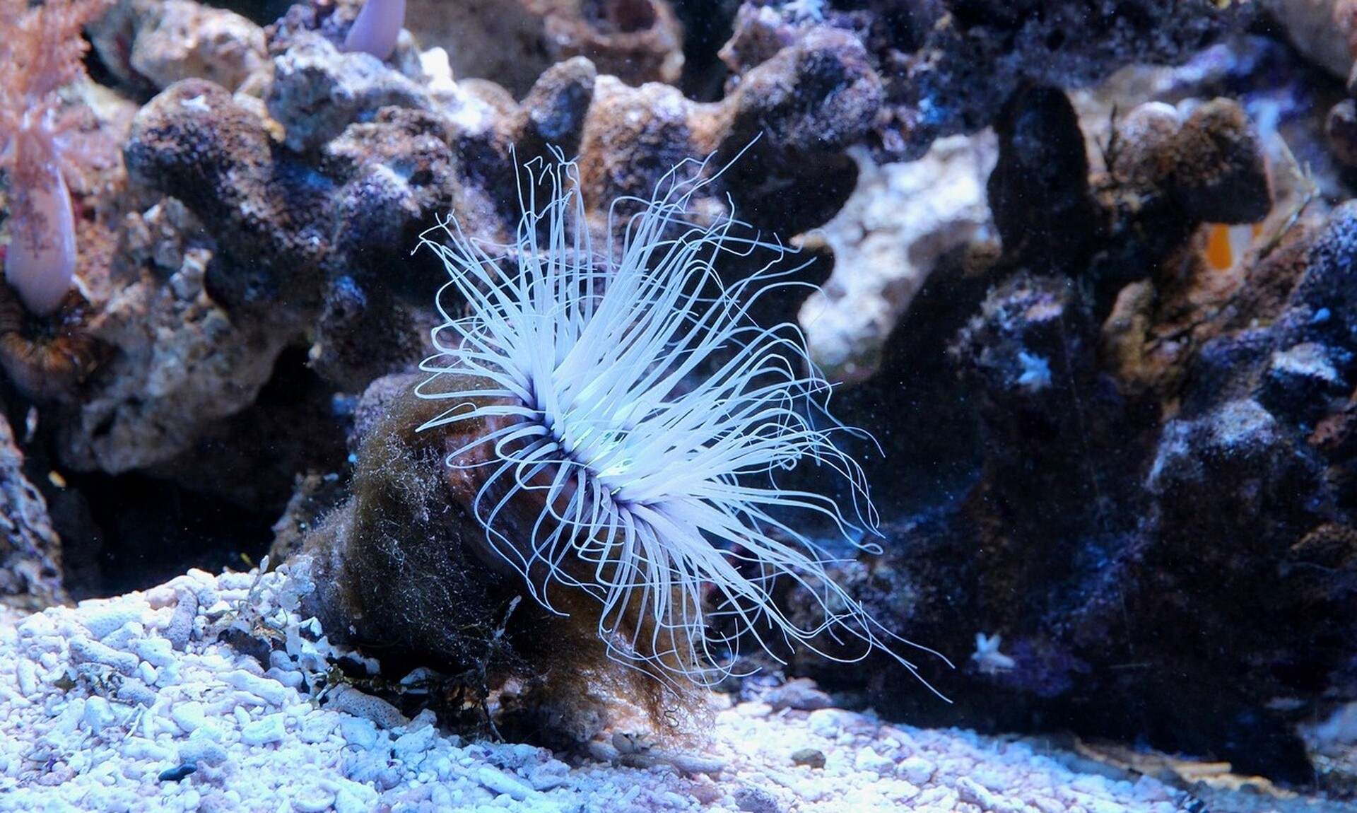 Ναύπλιο: Θαλάσσιες ανεμώνες κατέκλυσαν τις παραλίες- Το τοξικό «άγγιγμα» μπορεί να μείνει για πάντα