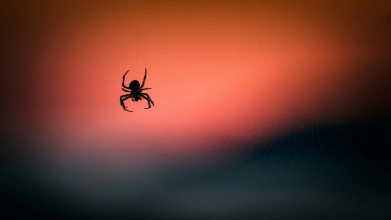 Ο πραγματικός λόγος που δεν πρέπει να σκοτώνετε τις αράχνες στο σπίτι σας