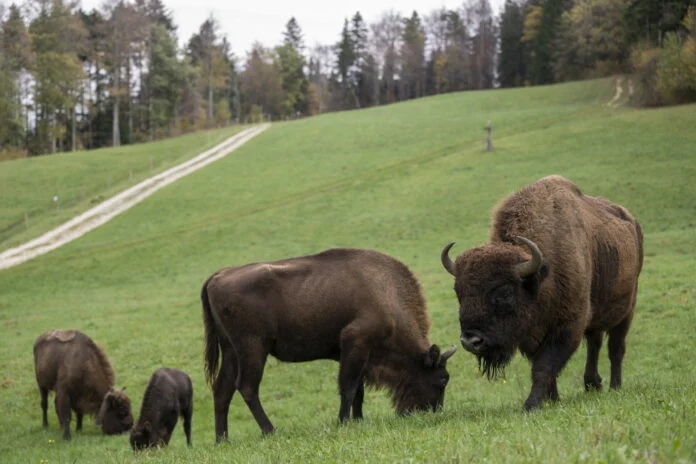 Ρουμανία: Οι 170 ευρωπαϊκοί βίσονες που «εξολοθρεύουν» ρύπους 2 εκατ. αυτοκινήτων