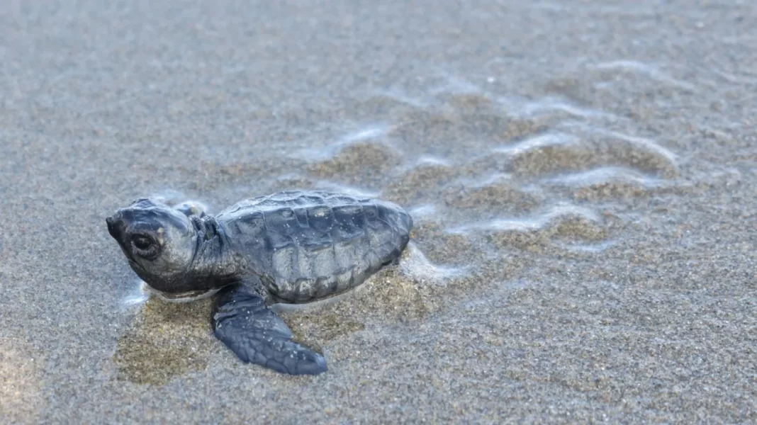 Νωρίτερα από κάθε άλλη χρονιά η ωοτοκία για τις θαλάσσιες χελώνες καρέττα - καρέττα