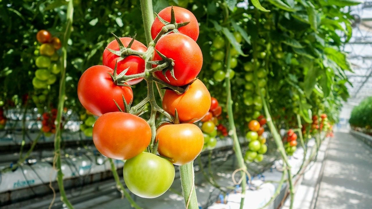 Τιμολόγιο «ΓΑΙΑ»: Μέχρι την Τετάρτη 26 Ιουνίου η προθεσμία υποβολής αιτήσεων για αγροτικό ρεύμα