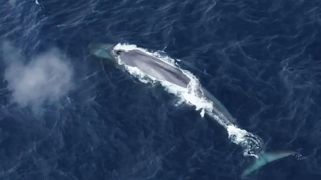 «Είμαι ακόμα εδώ» τραγουδούν οι γαλάζιες φάλαινες της Ανταρκτικής