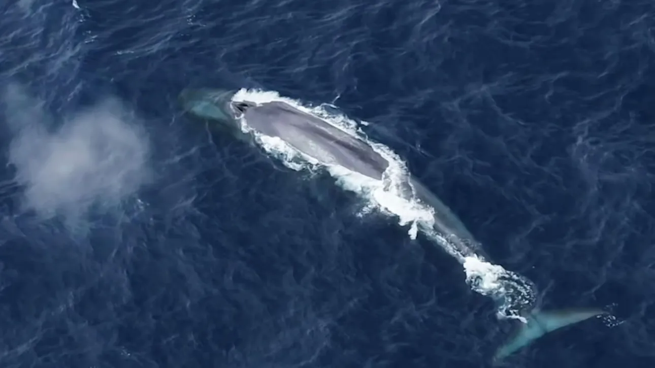 «Είμαι ακόμα εδώ» τραγουδούν οι γαλάζιες φάλαινες της Ανταρκτικής