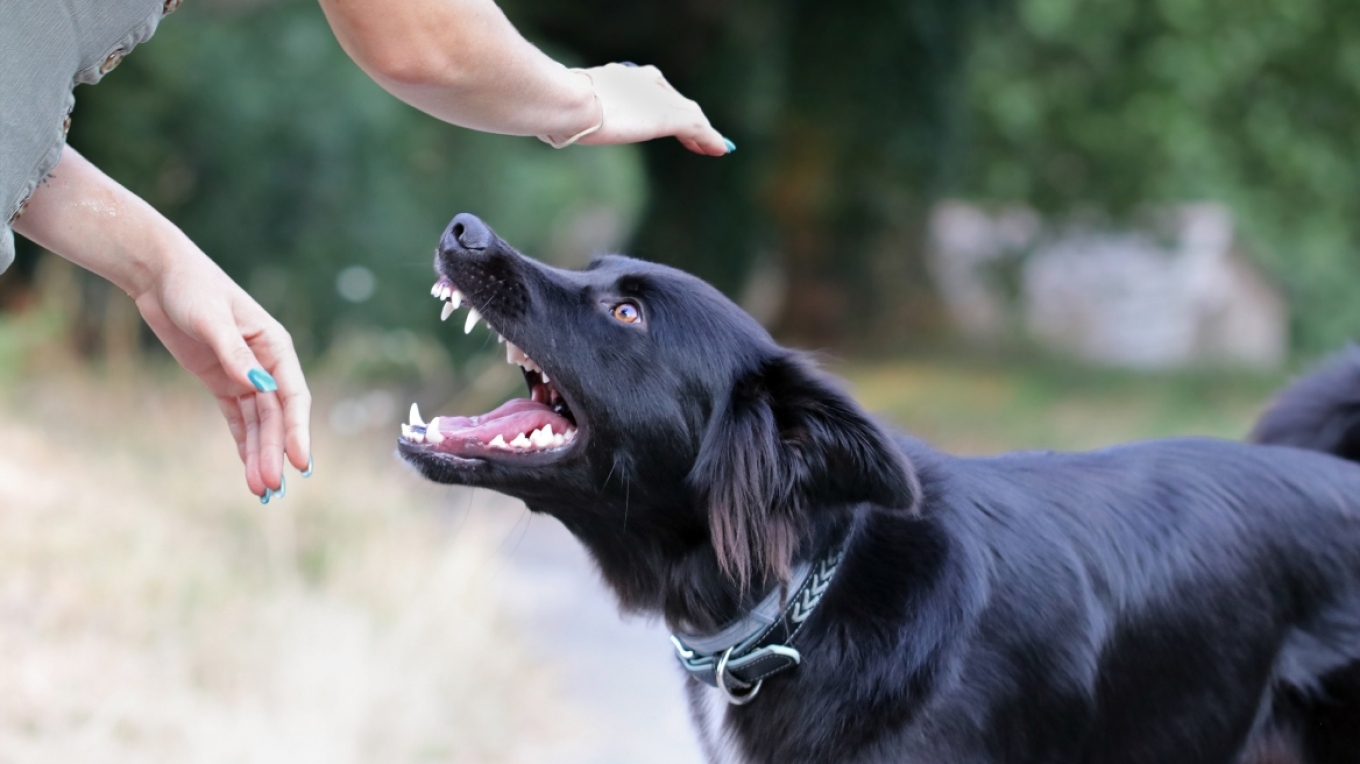 Συνελήφθη 30χρονος που εκβίαζε γυναίκα για δήθεν δάγκωμα από το σκύλο της