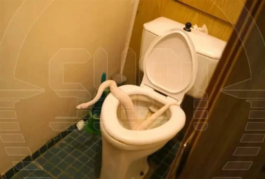 Κόντεψε να... μείνει στον τόπο: Γυναίκα στη Μόσχα βρήκε βόα στη λεκάνη της τουαλέτας της