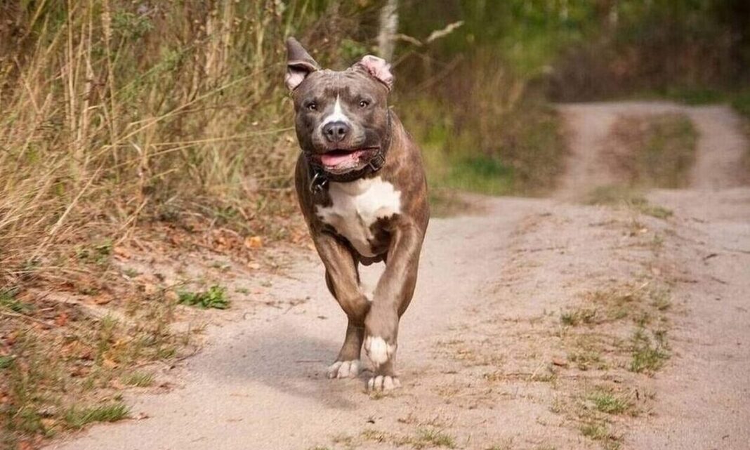 Χειρουργήθηκε το μωρό που δέχθηκε επίθεση από σκύλο - Παραμένει στο νοσοκομείο Παίδων