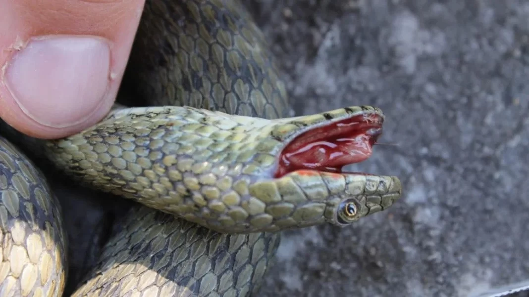 Φίδια για… Όσκαρ: Προσποιούνται τον θάνατό τους χρησιμοποιώντας «εφέ»
