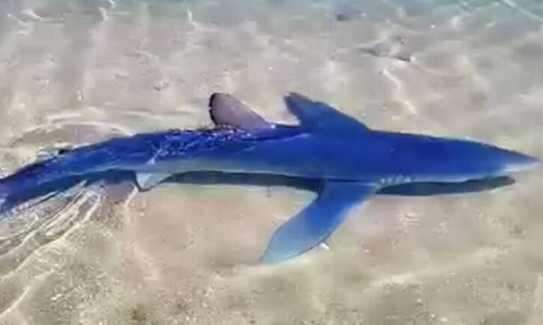 Γλυφάδα - Βόλος: Για τροφή βγήκαν στους γιαλούς οι καρχαρίες