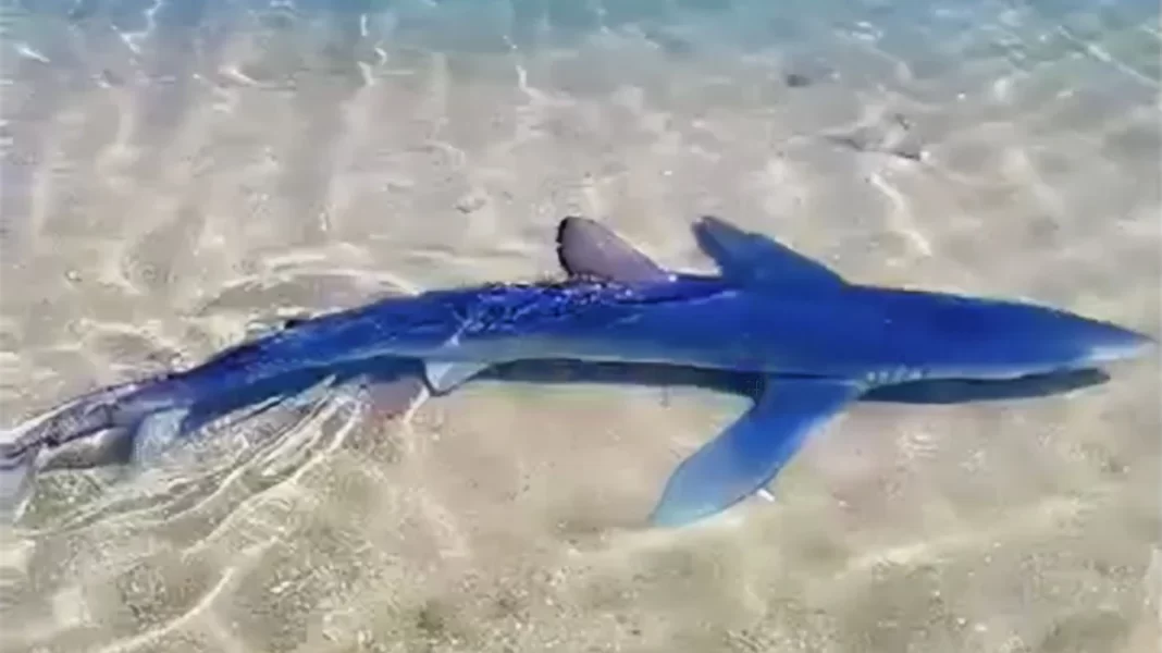 Καρχαρίας έκανε βόλτες στη μαρίνα της Γλυφάδας