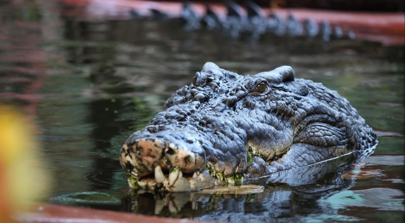 Φρίκη στην Ινδία: Μάλωσε με τον σύζυγό της, πέταξε τον 6χρονο γιο τους σε ποτάμι και τον κατασπάραξαν κροκόδειλοι
