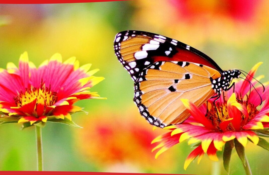 Εθελοντική αιμοδοσία στο αίθριο της Λότζια το Σάββατο