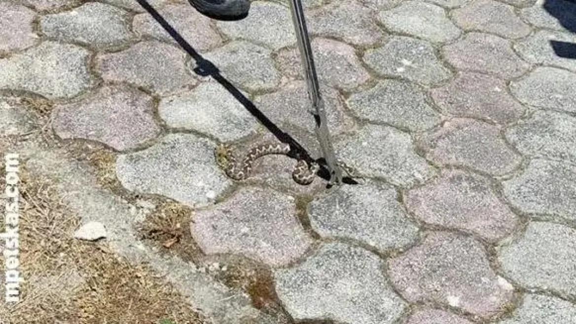 Βρήκε οχιά στην αποθήκη του σπιτιού της