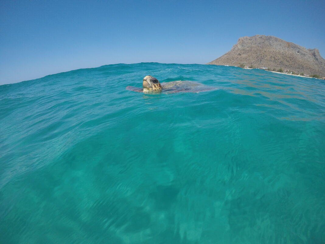 «Γιορτή θαλάσσιας χελώνας»: Περιβαλλοντική δράση στην Παχιά Άμμο