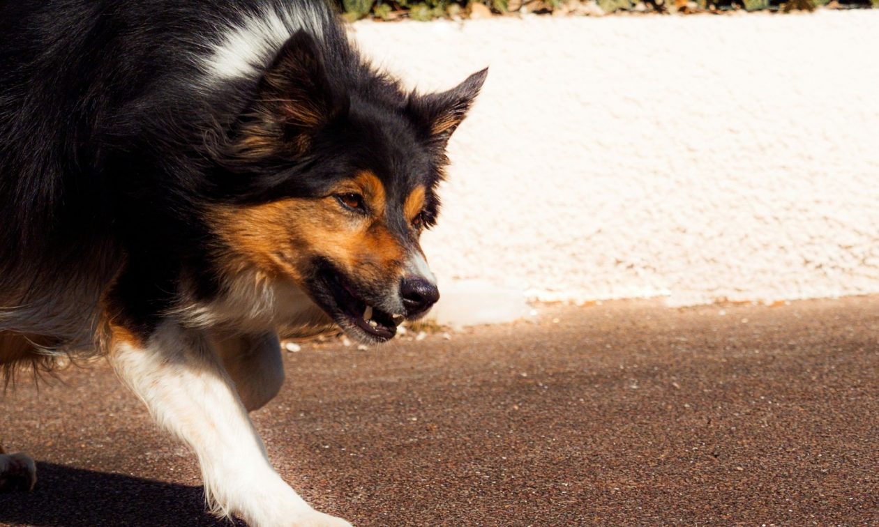 Σκύλος δάγκωσε ηλικιωμένη μέσα σε πλοίο