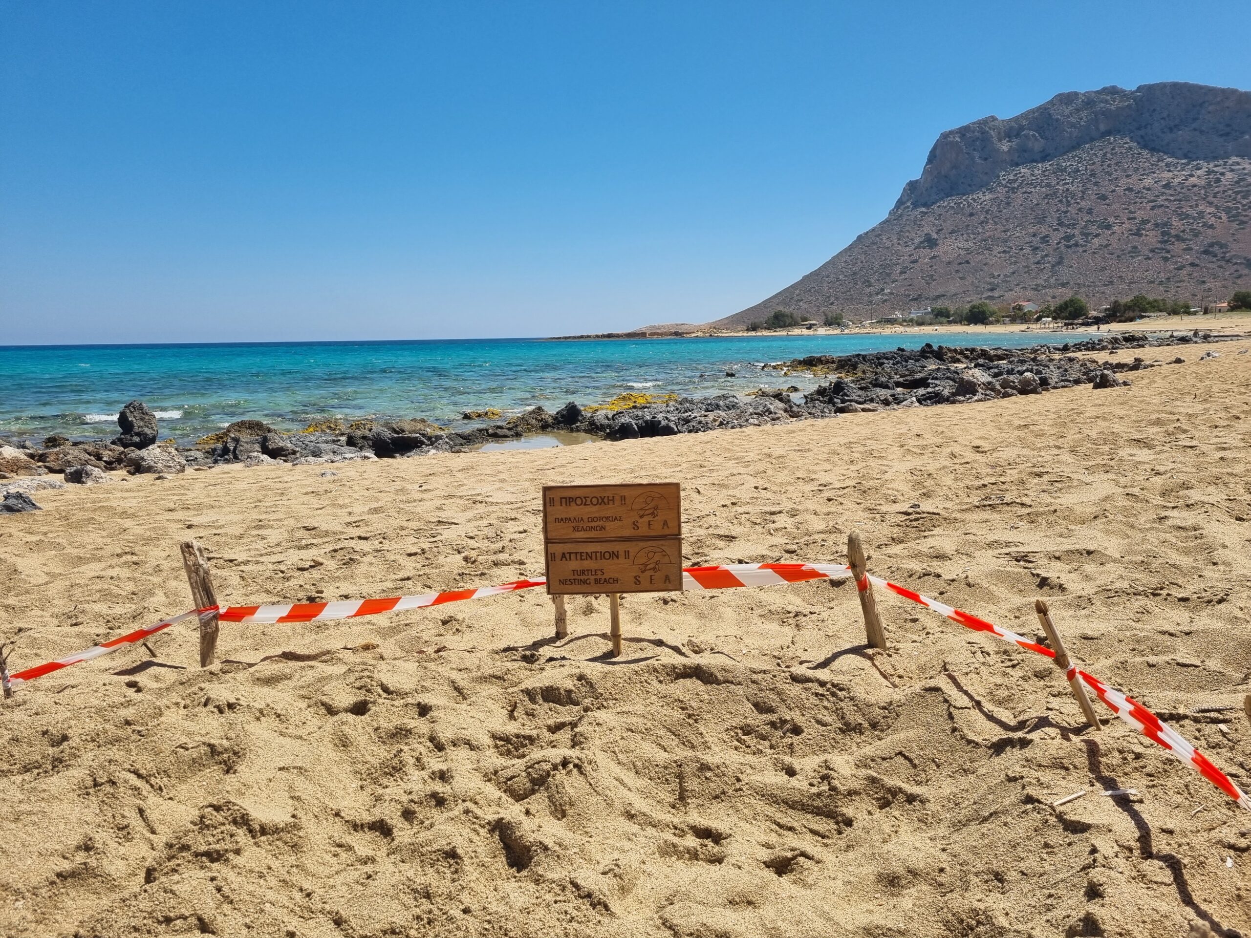 Δεύτερη φωλιά χελώνας Caretta Caretta εντοπίστηκε στον Σταυρό Ακρωτηρίου