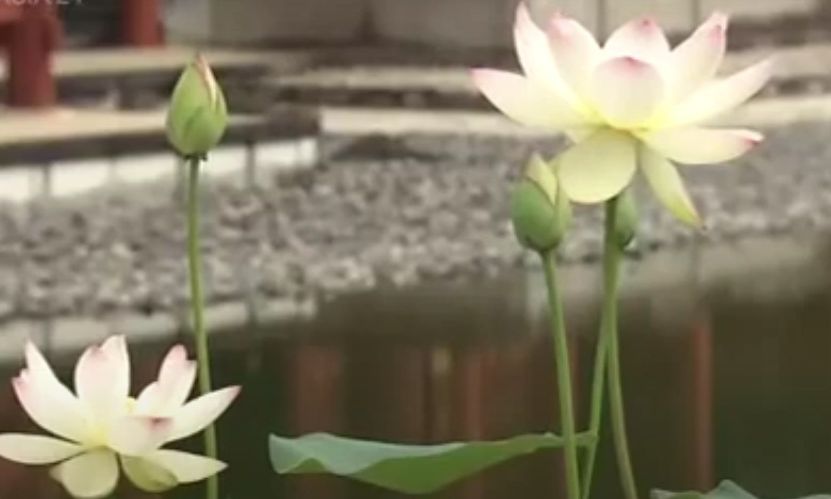 Ιαπωνία: Λωτός που καλλιεργήθηκε από σπόρο 200 ετών άνθισε σε ιερό ναό στο Κιότο