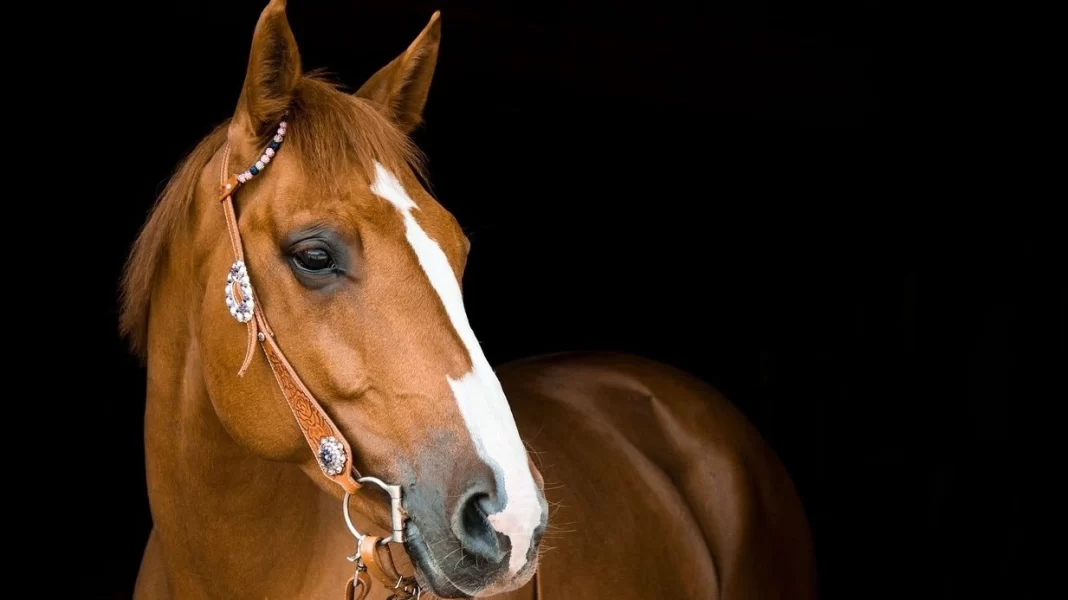 Ανάστατη η Σύρος: Σκότωσαν άλογο με μια σφαίρα στο κεφάλι