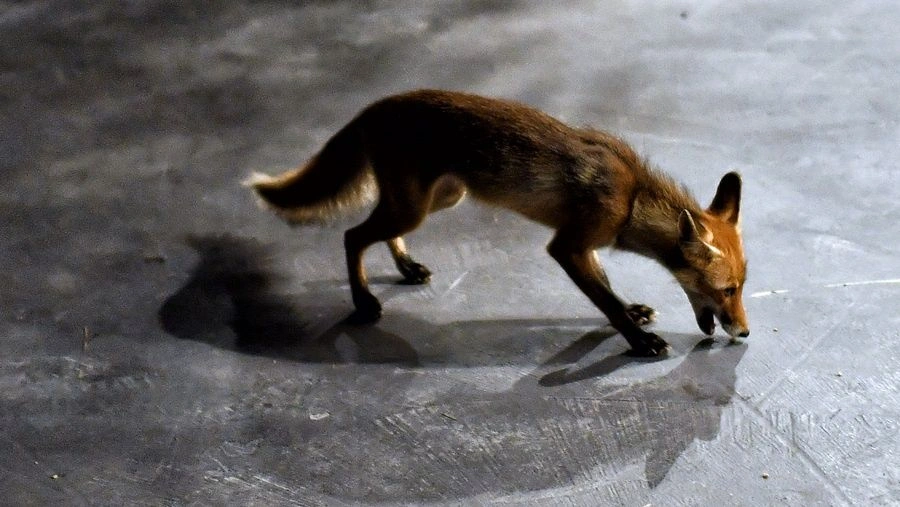 Συνελήφθη 51χρονος που πυροβόλησε και σκότωσε αλεπού