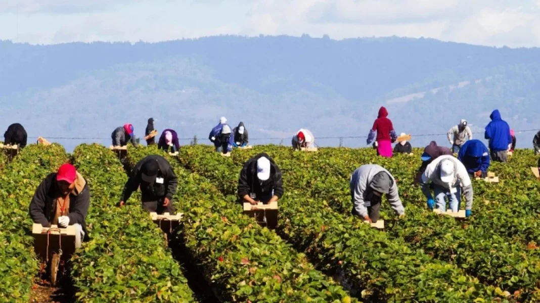 Ανοίγει τη Δευτέρα η ηλεκτρονική πλατφόρμα για τους εργάτες γης από την Αίγυπτο