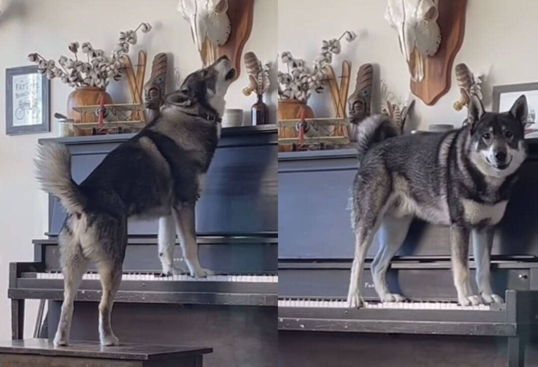 Βίντεο: Viral o σκύλος που παίζει πιάνο και… τραγουδά