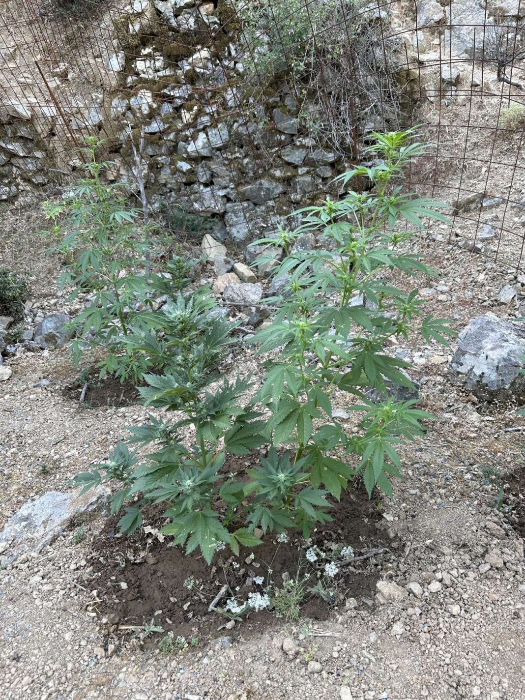 Κρήτη: Εντοπίστηκε φυτεία με δεκάδες δενδρύλλια κάνναβης