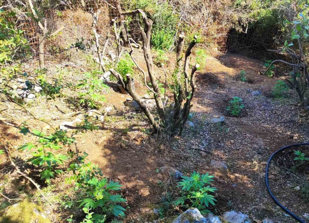 Κρήτη: Εντοπίστηκε φυτεία κάνναβης – Αναζητούνται οι δράστες