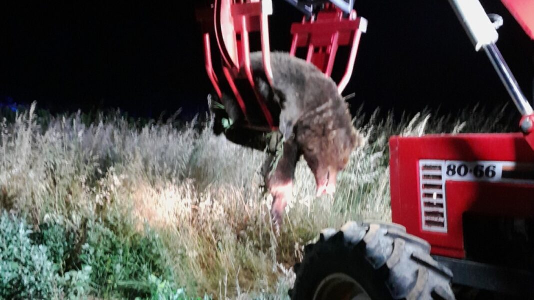 Καστοριά: Τροχαίο ατύχημα με θύμα μια αρκούδα 300 κιλών