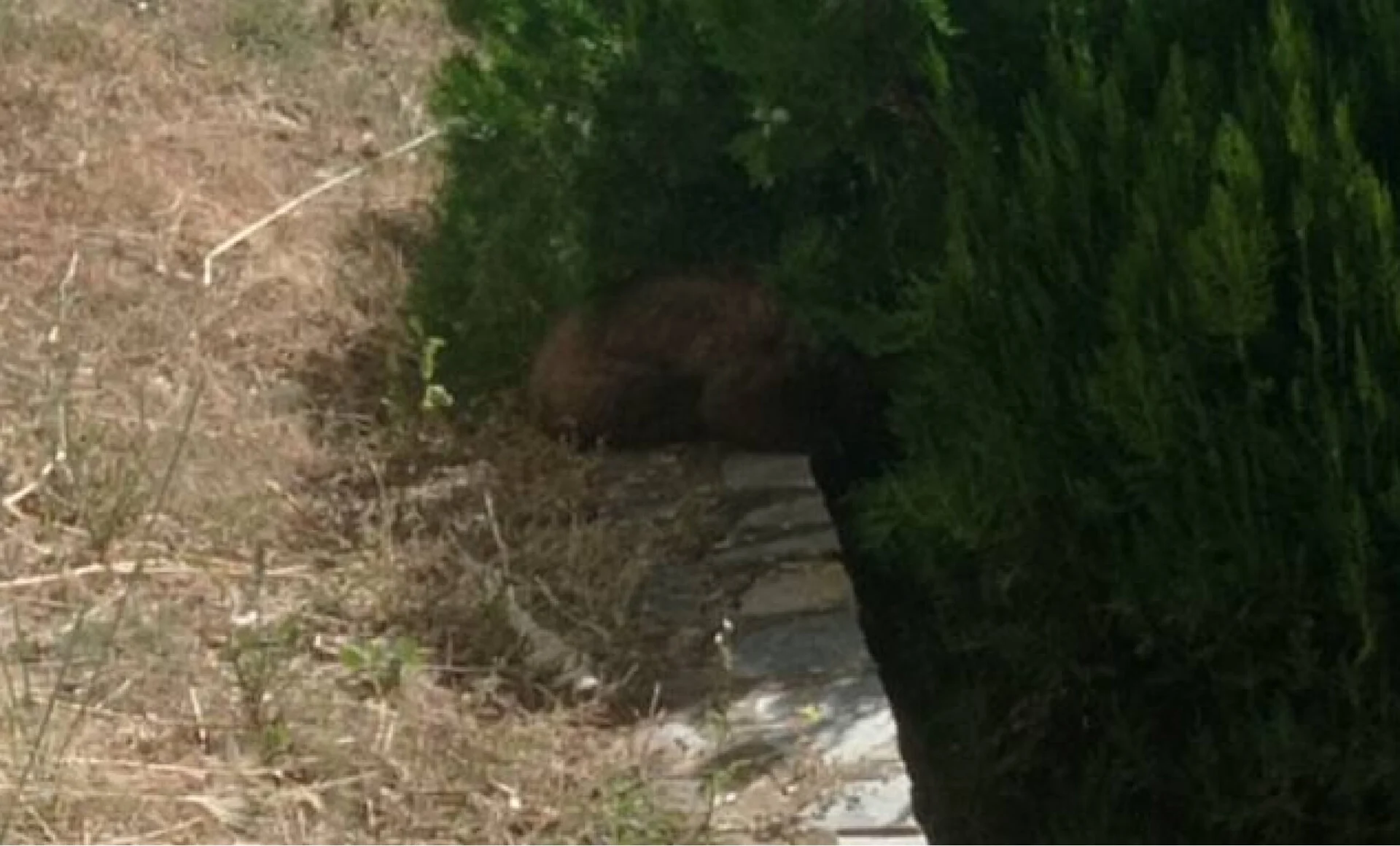 Απεγκλώβισαν από προαύλιο χώρο ξενοδοχείου μικρή αρκούδα έξι μηνών