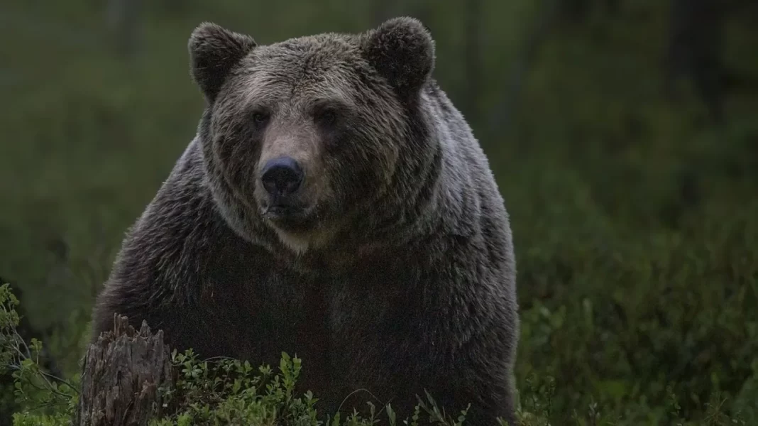 Πέθανε η αρκούδα Μπάρμπαρα – Η ανάρτηση του Αρκτούρου
