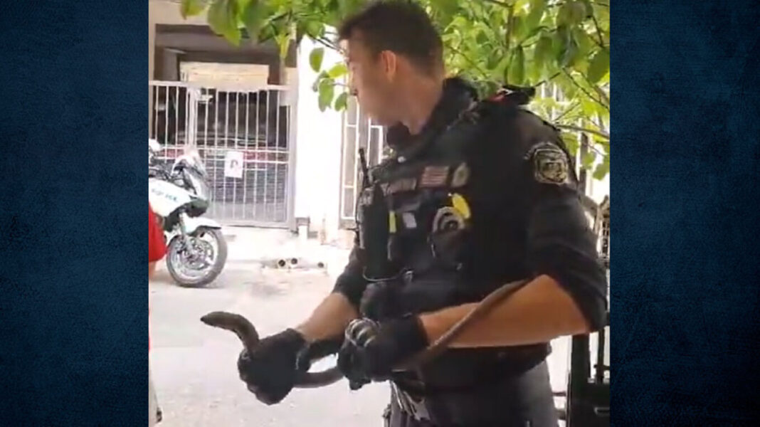Αστυνομικοί κλήθηκαν να απομακρύνουν.... ένα ερπετό από πιλοτή