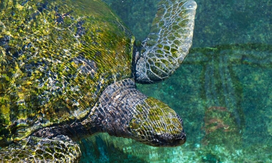 Λουόμενη δέχθηκε επίθεση από θαλάσσια χελώνα
