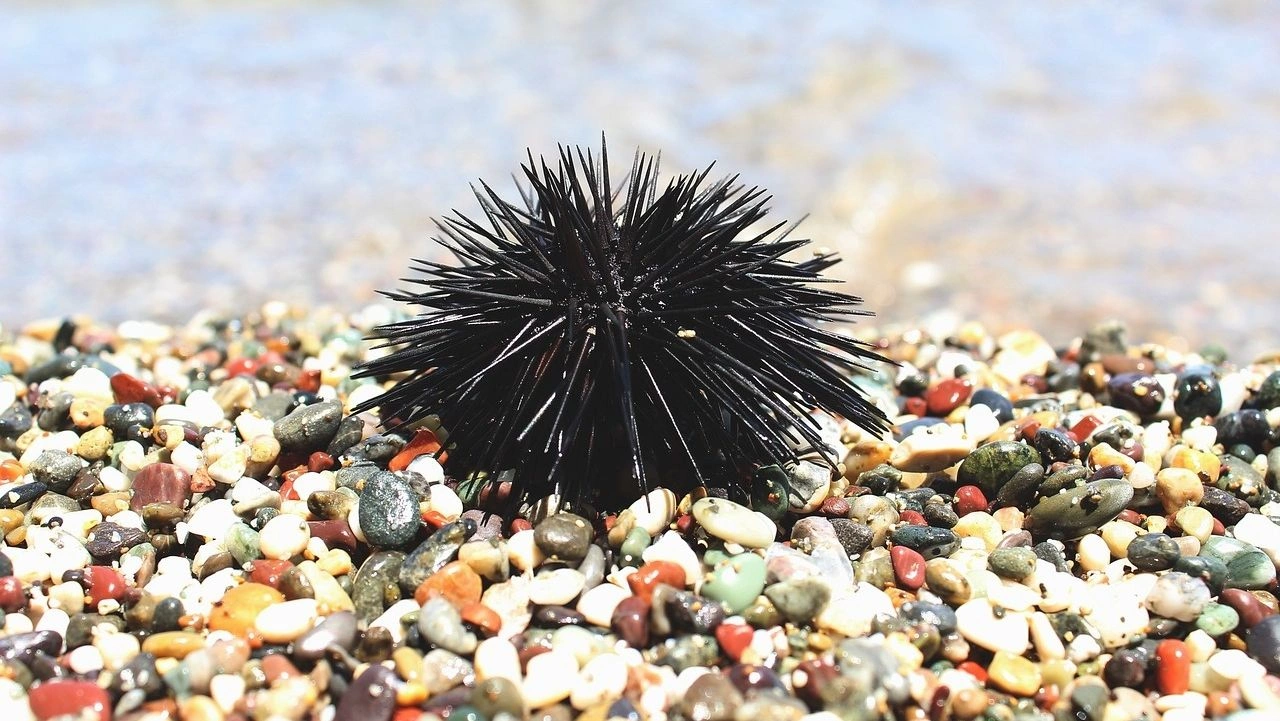 Θαλάσσια πανδημία στην Ερυθρά Θάλασσα έχει εξαλείψει τους αχινούς