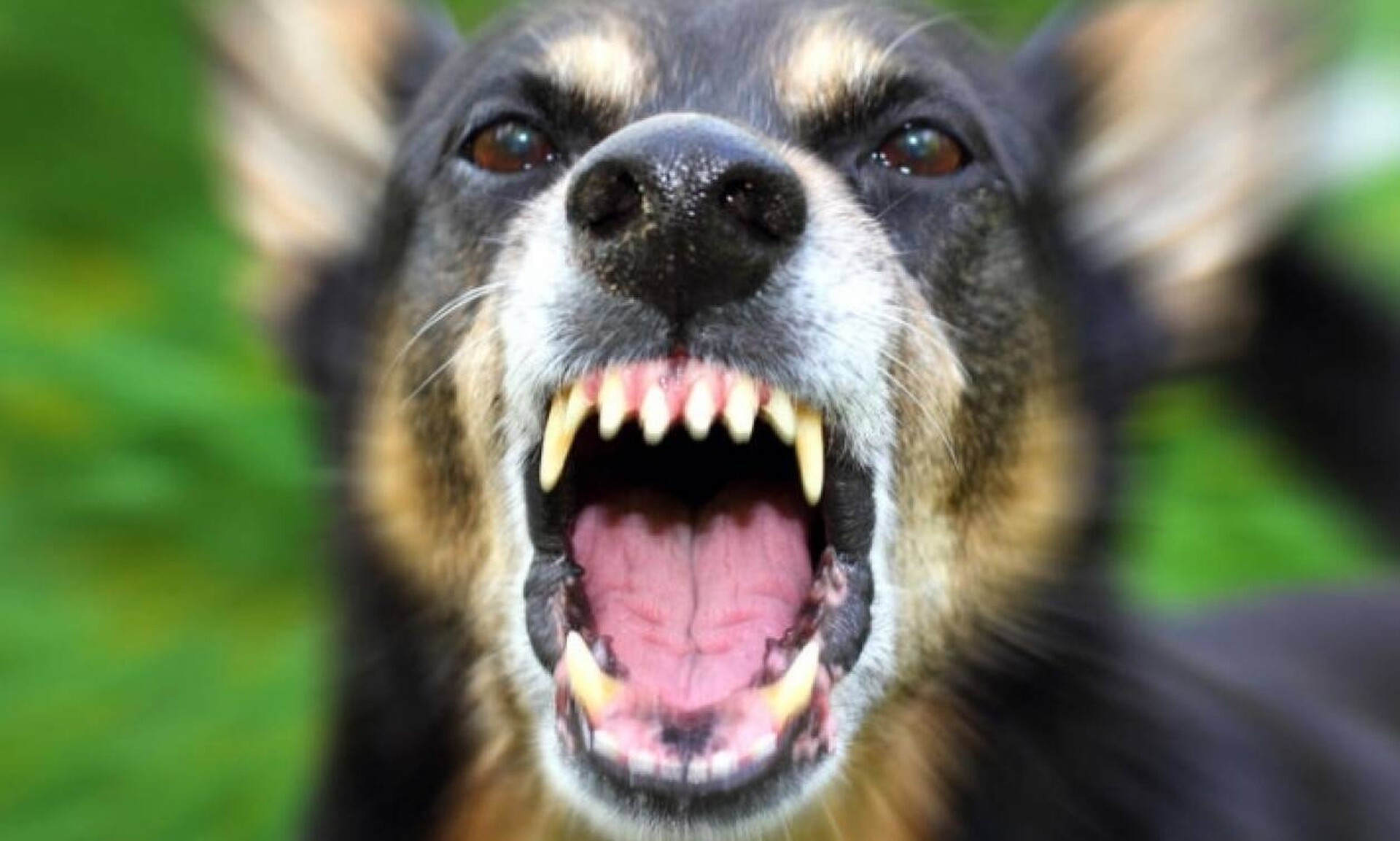 Τρόμος για 44χρονη γυναίκα: Δέχθηκε επίθεση από αγέλη σκύλων - Φέρει δαγκωματιές σε όλo της το σώμα