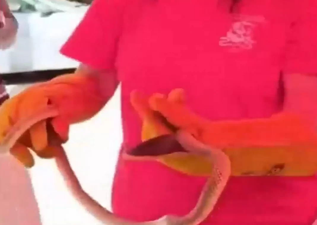 Βίντεο με το φίδι που σκαρφάλωσε σε δέντρο έξω από πολυκατοικία