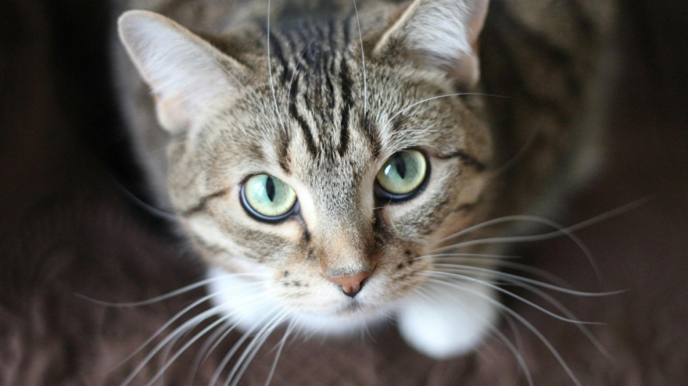 Σύλληψη 33χρονου για κακοποίηση ζώου - Βούτηξε το κεφάλι γάτας σε ποτήρι με μπίρα